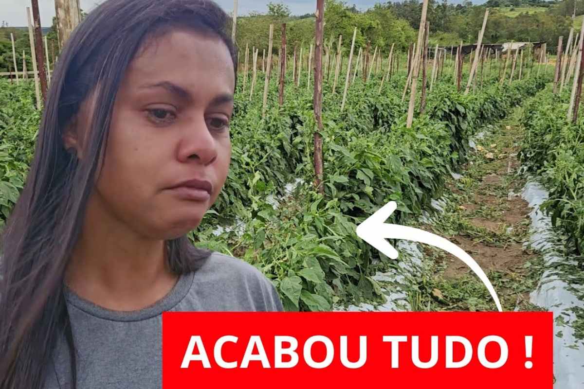 Reportagem mostra produtor rural que perde lavoura e plantação de pimentão em tempestade de granizo e revela como a agricultura no Brasil fica vulnerável.
