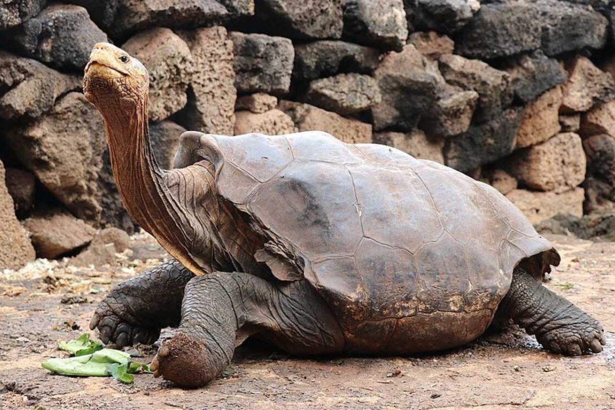 Diego, a tartaruga conhecida por seu alto instinto reprodutivo, surpreendeu ao gerar cerca de 800 filhotes e ajudar a salvar sua espécie da extinção