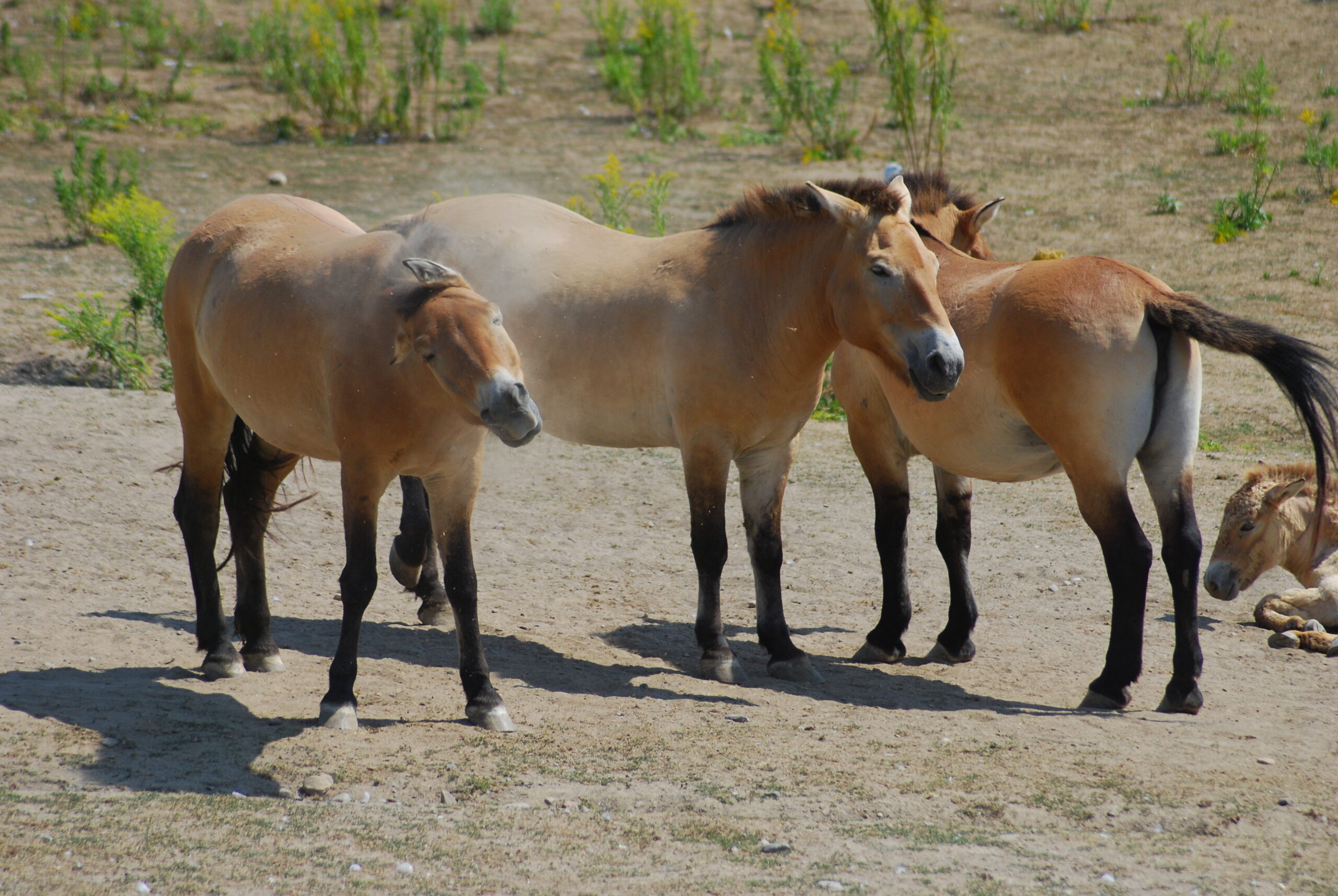 A reintrodução do cavalo-de-Przewalski na Mongólia restaurou pradarias, reduziu a desertificação e surpreendeu cientistas com a velocidade da recuperação ambiental.