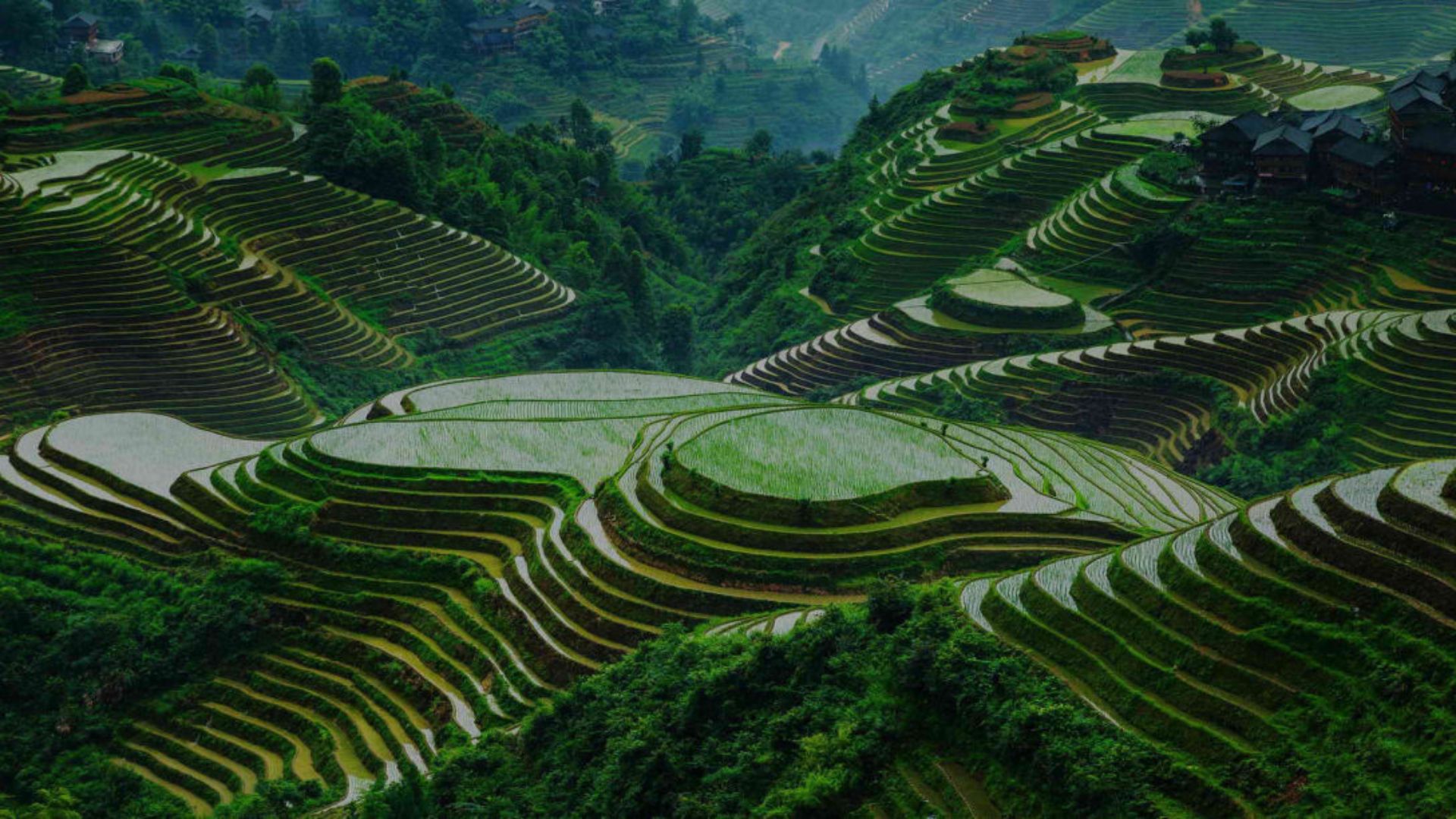 China lidera a produção mundial de arroz com megaplantações, drones e IA, influenciando preços globais e pressionando a competitividade do Brasil.