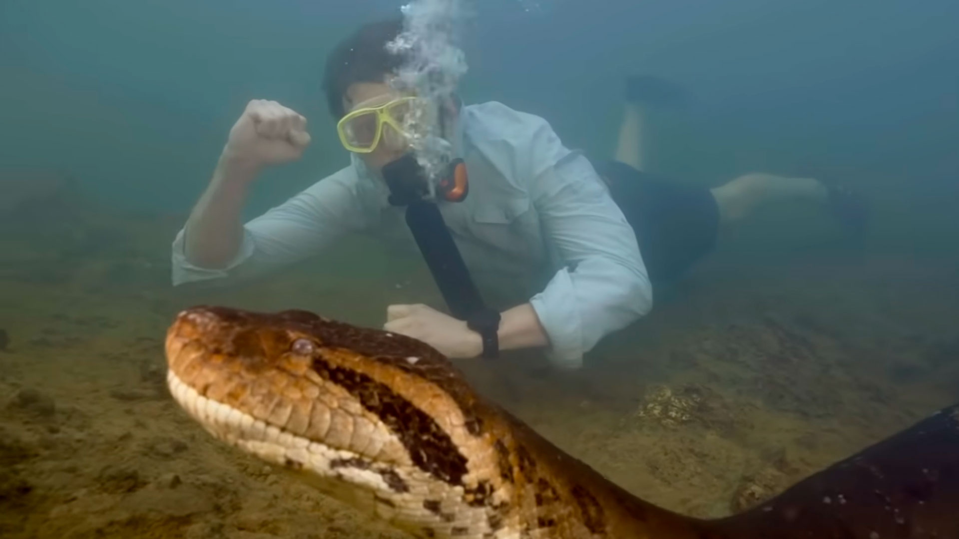 Maior sucuri já registrada na história é filmada (Veja o vídeo) na Amazônia, nova espécie Eunectes akayima passa de 200 kg e algumas ultrapassam os 6 metros de comprimento