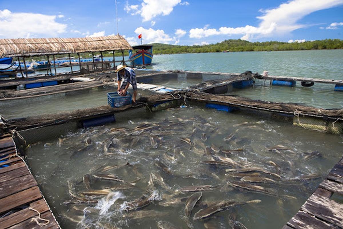 Criação de peixes em tanques de piscicultura no Brasil com manejo controlado e ambiente aquático sustentável.