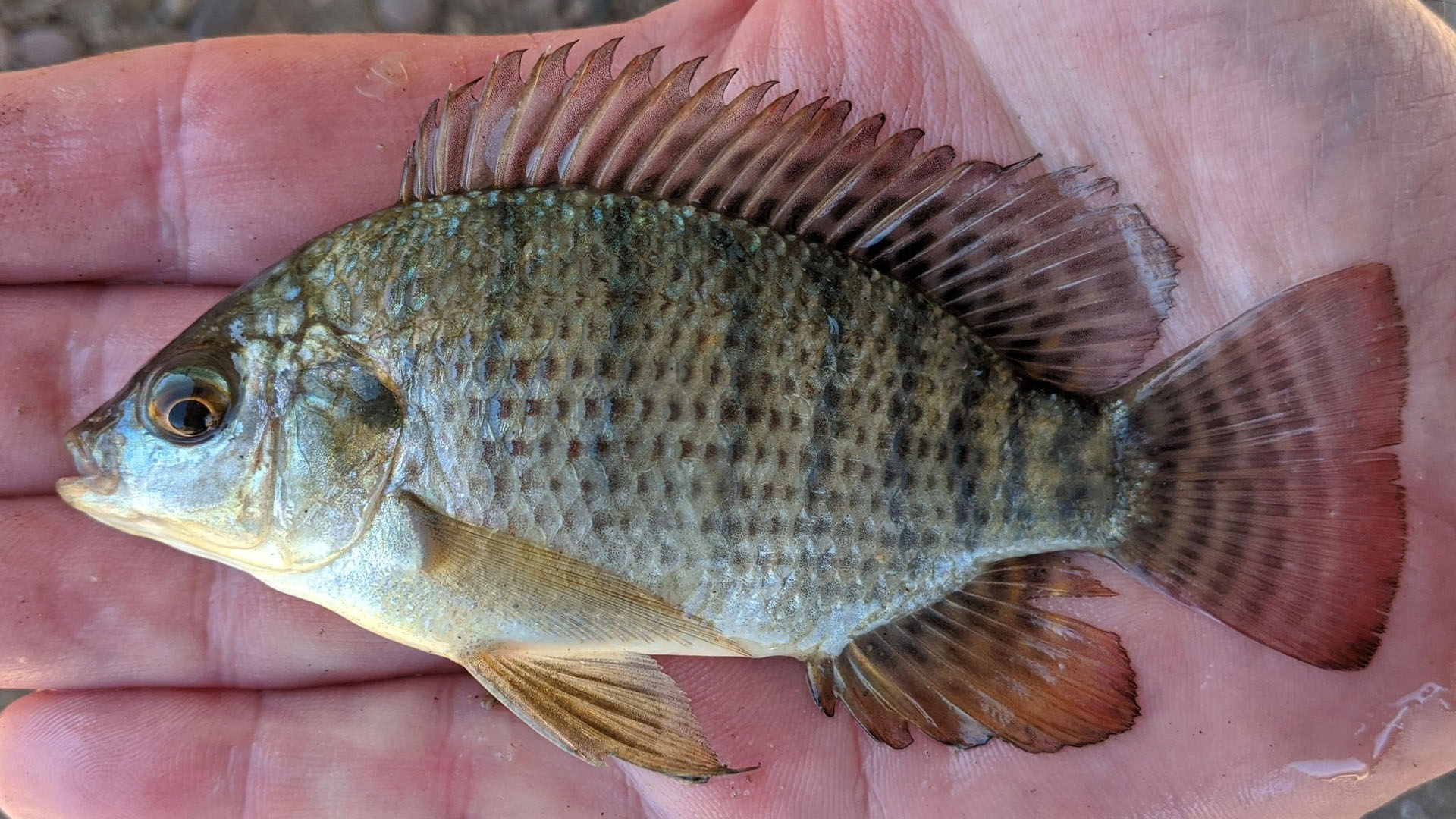 Pesquisadores revelam que pele de peixe comum no bioma brasileiro pode reverter a cegueira em cães e virar tratamento mais barato do país