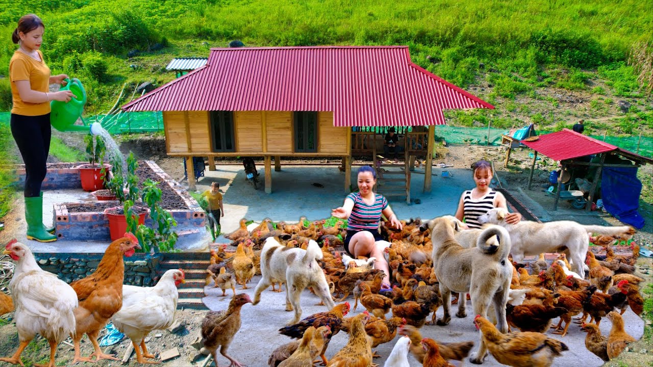 A família que construiu uma fazenda off-grid com tanques de peixes, galinheiro e casa de madeira usando apenas ferramentas simples e anos de trabalho, revelando uma vida que milhares sonham mas poucos conseguem viver