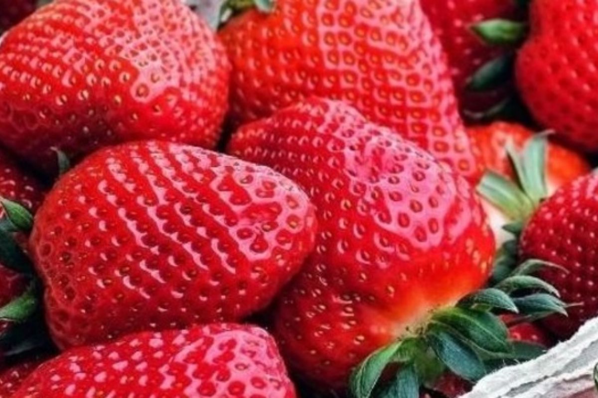 A fruticultura no Sul de Minas tem no morango seu principal símbolo. Cidades como Estiva, Pouso Alegre e Bom Repouso respondem pela maior parte das mais de 157 mil toneladas colhidas anualmente, resultado de clima ameno, tradição familiar e forte demanda nacional