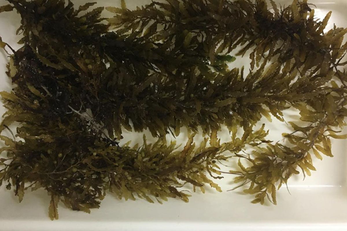 O avanço científico em torno das algas marinhas ganhou força global e hoje desponta como base estratégica para o alimento sustentável do futuro, especialmente diante da pressão sobre estoques pesqueiros e da busca crescente por proteínas saudáveis