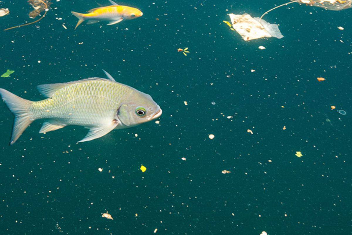 A relação entre aquecimento global e vida marinha tornou-se um alerta crescente para cientistas e produtores de pescado