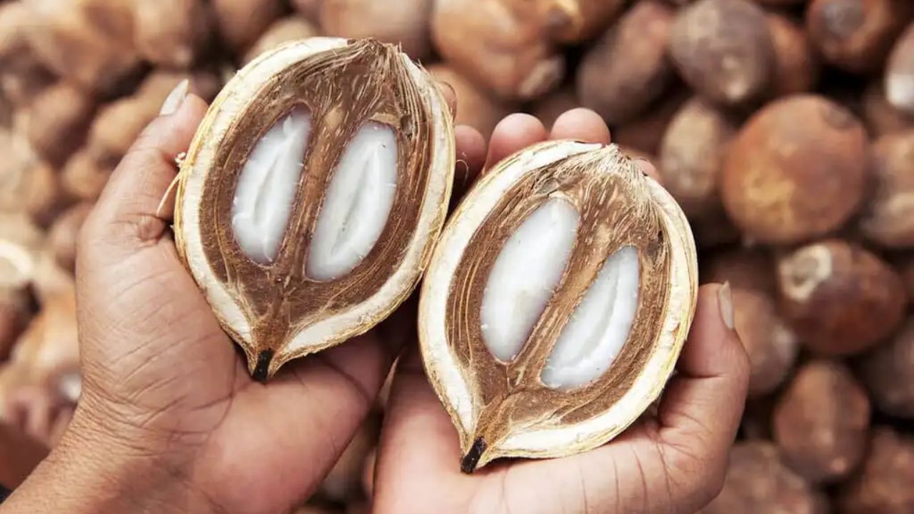 Pesquisadores mostram que o biodiesel de babaçu emite menos poluentes que o de soja e pode gerar renda para comunidades do Norte e Nordeste, oferecendo energia renovável e local.