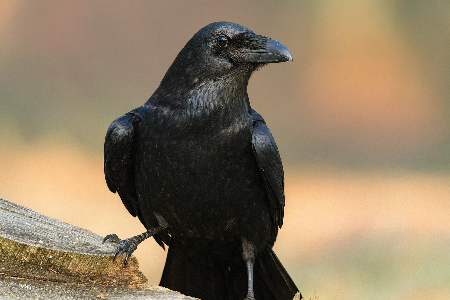 Corvo pousado em tronco de madeira observando o ambiente, ilustrando o comportamento atento e a memória prolongada descritos na matéria.