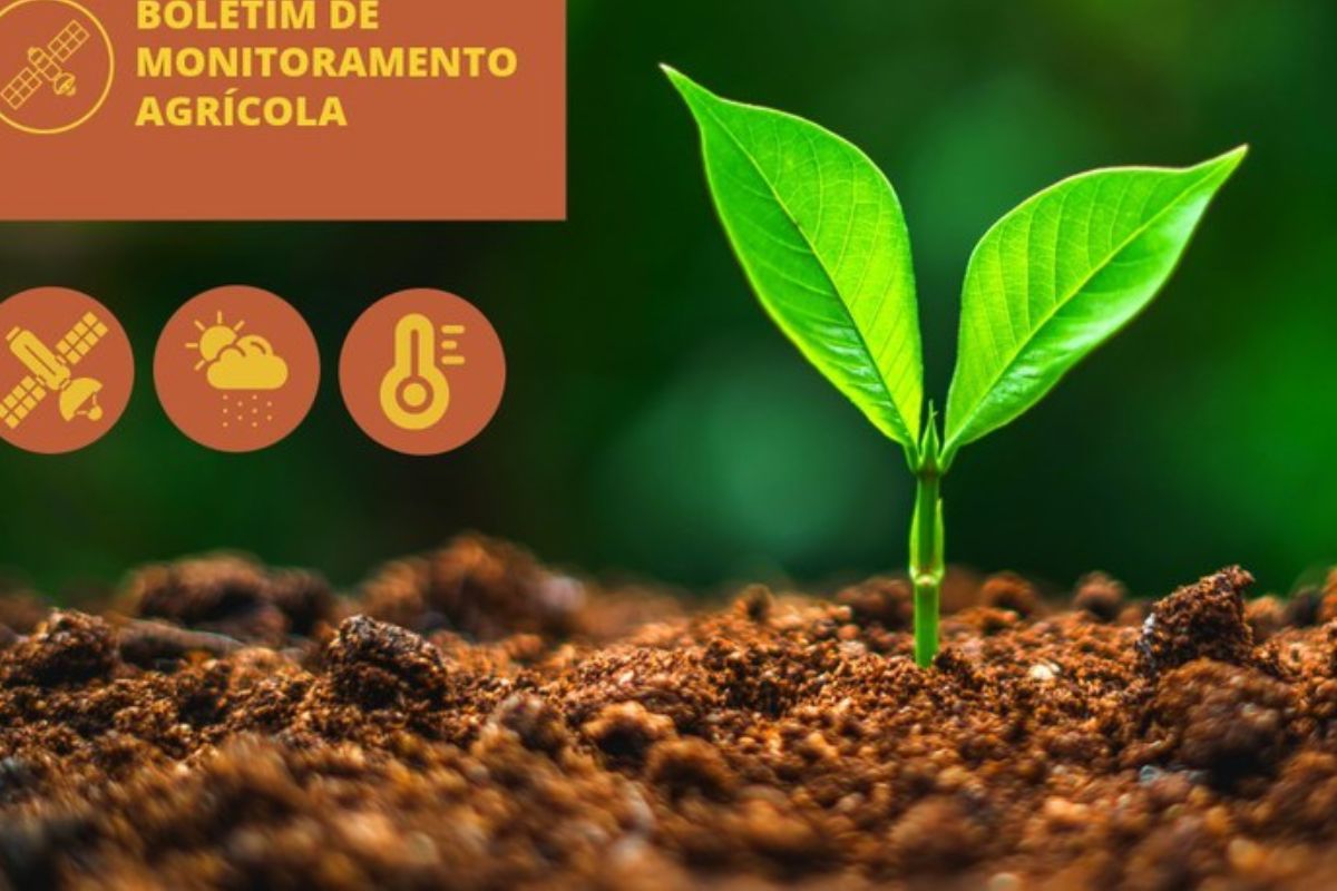 Os cultivos agrícolas enfrentam um cenário desafiador com os volumes de chuva irregulares registrados entre 1º e 30 de outubro, conforme o Boletim de Monitoramento Agrícola (BMA) da Companhia Nacional de Abastecimento (Conab)