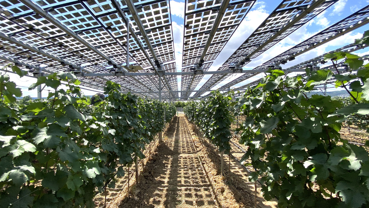 Projetos inovadores com energia solar revolucionam a viticultura na Alemanha ao proteger vinhedos das mudanças climáticas, melhorar a qualidade das uvas e criar uma nova fonte de renda para produtores de vinho.