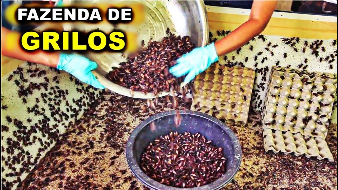 Com viveiros que produzem mais de 10 bilhões de grilos por ano e estruturas climatizadas de alta densidade, megafazendas do Sudeste Asiático transformam insetos em uma nova potência global da proteína alternativa