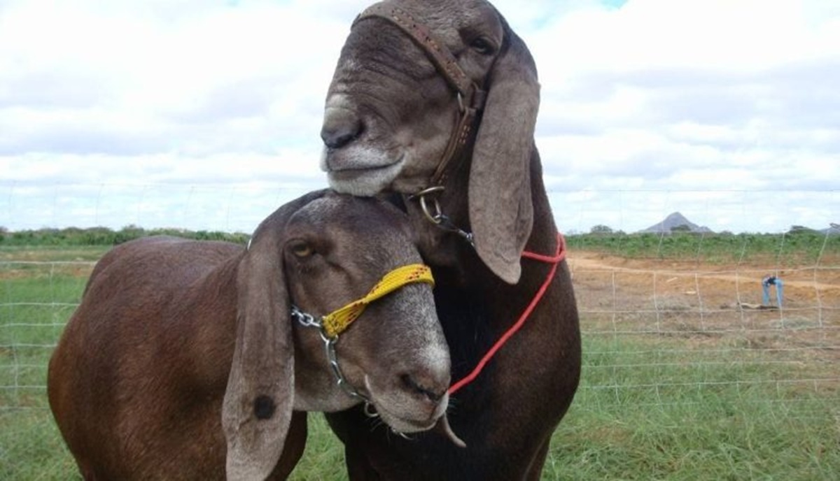 Raça Berganês surgiu do cruzamento entre Santa Inês e Bergamácia, tornando-se ovino de grande porte e destaque na produção de carne