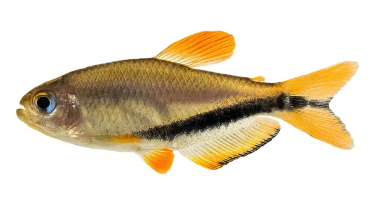 Descoberta no rio Juruena, em Mato Grosso, a nova espécie de lambari Inpaichthys luizae surpreende pela coloração vibrante e por ser uma relíquia evolutiva isolada há milhões de anos, reforçando alertas de conservação