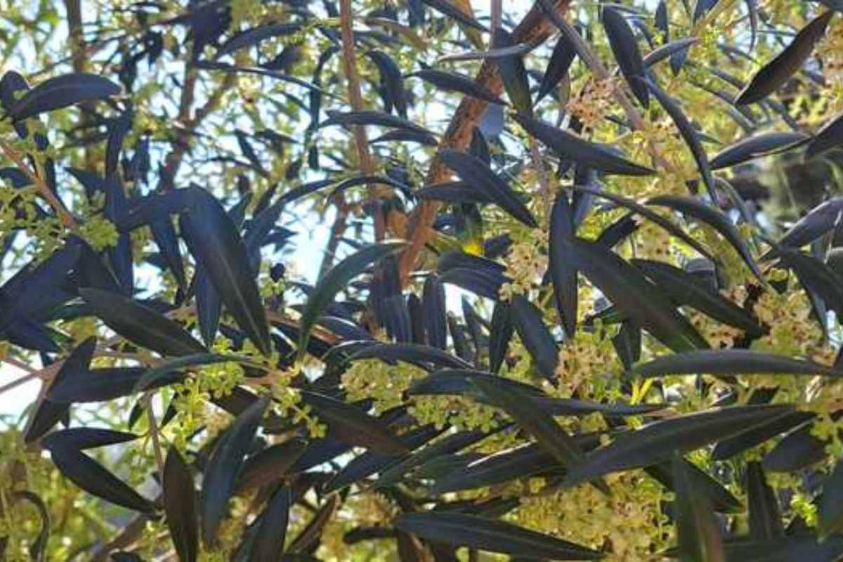 A produção de azeitonas em Minas Gerais tem ganhado atenção crescente, especialmente diante do avanço técnico observado nos estudos da Empresa de Pesquisa Agropecuária de Minas Gerais (Epamig)