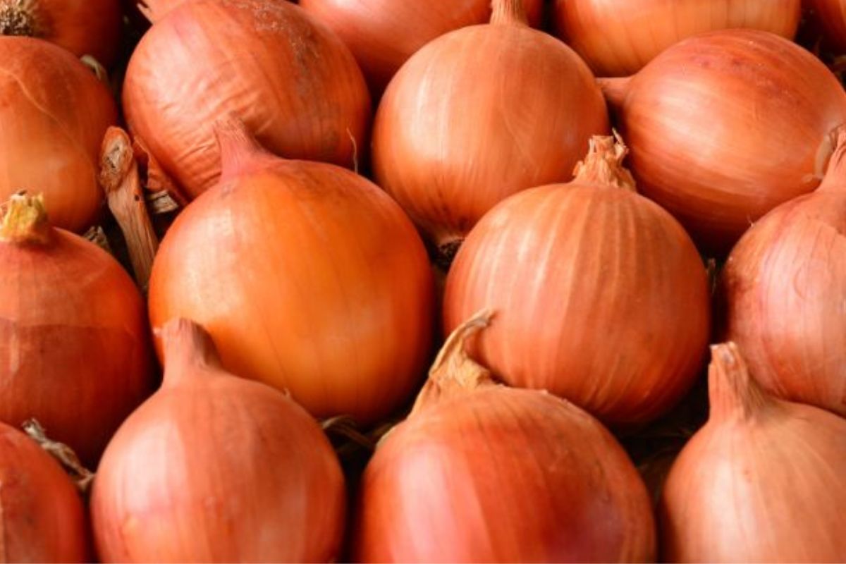 A produção de cebola em Santa Catarina ganha força nesta reta inicial de safra e movimenta o campo com projeções positivas para os próximos meses