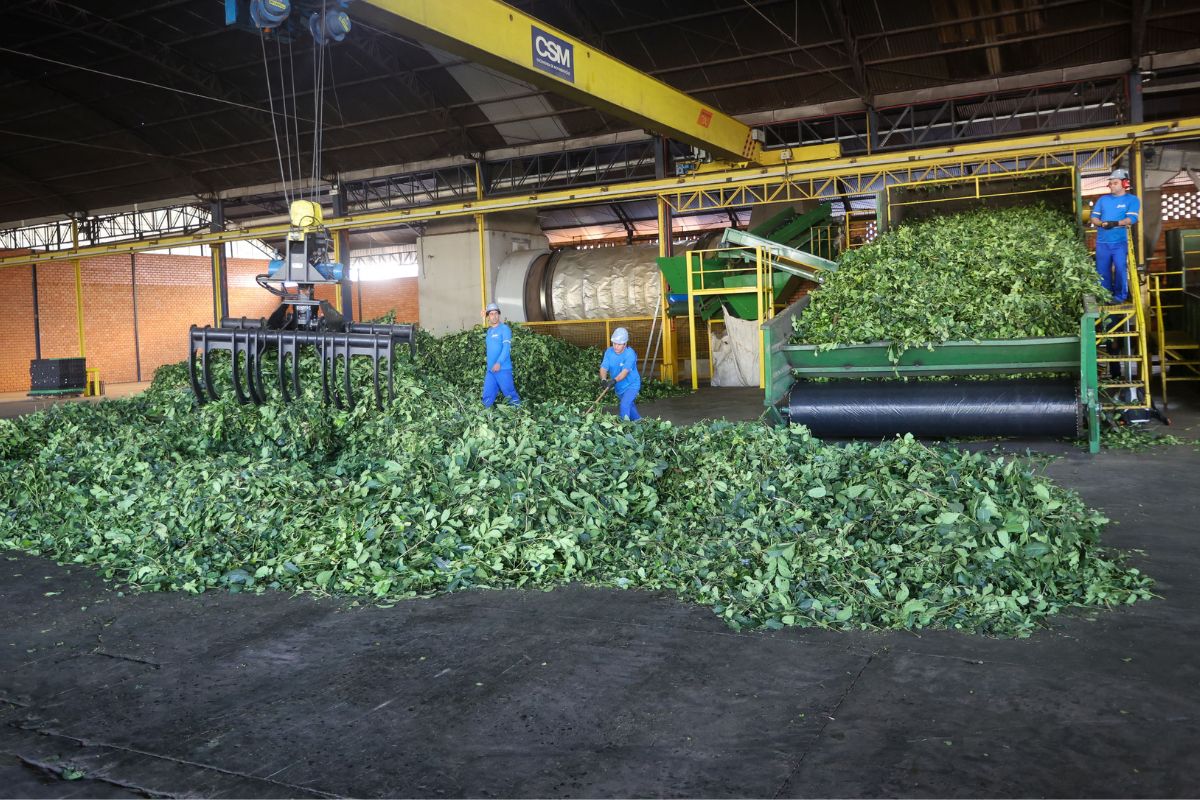 A produção de erva-mate está prestes a ganhar novo fôlego no Paraná com o lançamento do Arranjo de Pesquisa e Inovação Erva-Mate: Inovação e Valorização (NAPI Erva-Mate)