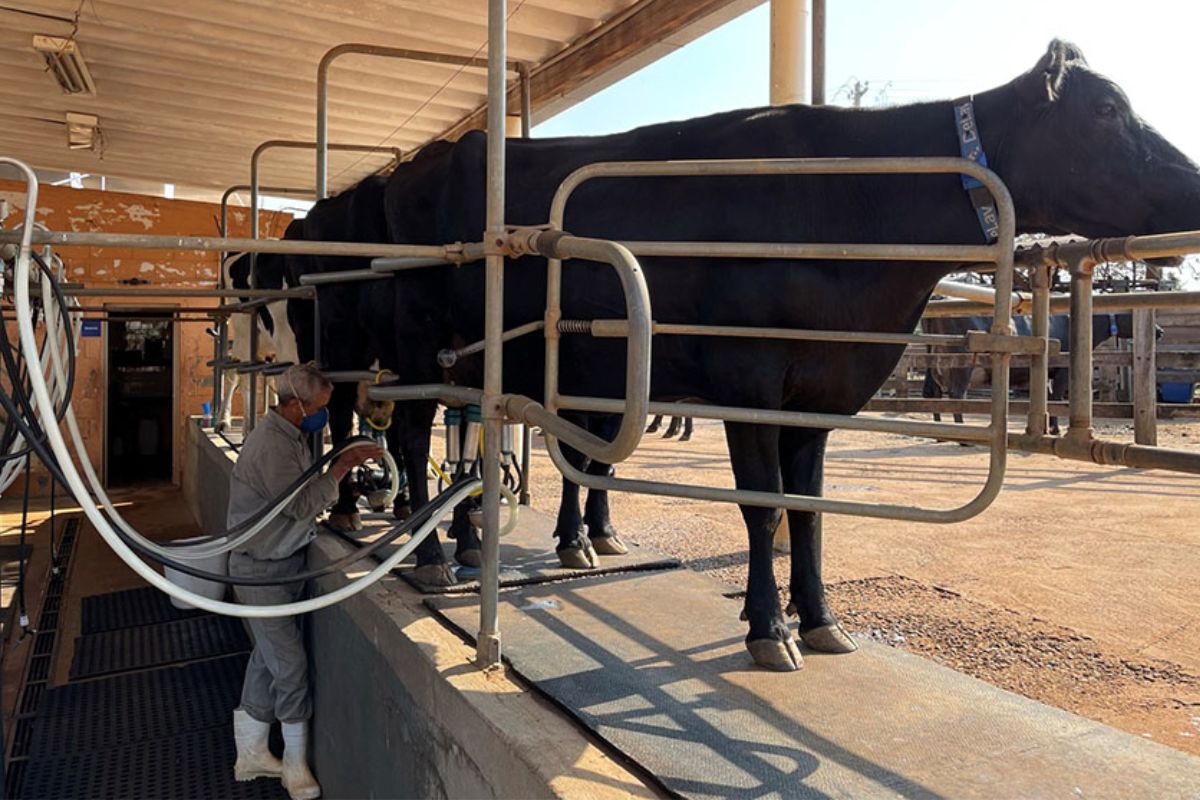 A produção de leite no Brasil enfrenta um dos maiores desafios de sua história: equilibrar a crescente demanda por alimentos com o uso sustentável da água em meio às mudanças climáticas