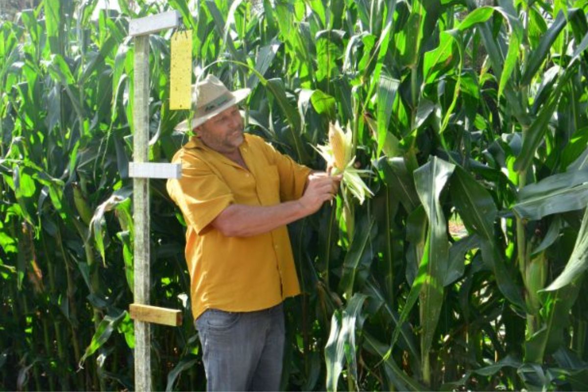 A produção de milho em Santa Catarina volta ao centro das atenções após o levantamento realizado entre os dias 3 e 10 de novembro indicar que a média estadual de cigarrinhas-do-milho permanece em oito insetos por armadilha