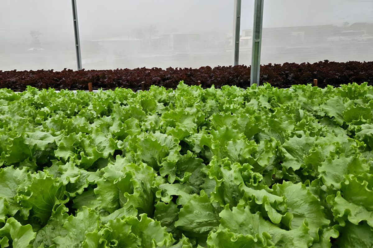 A produção vegetal vem passando por mudanças importantes com a chegada de tecnologias que reduzem desperdícios e elevam o aproveitamento de recursos, especialmente na irrigação de hortaliças cultivadas em ambientes protegidos