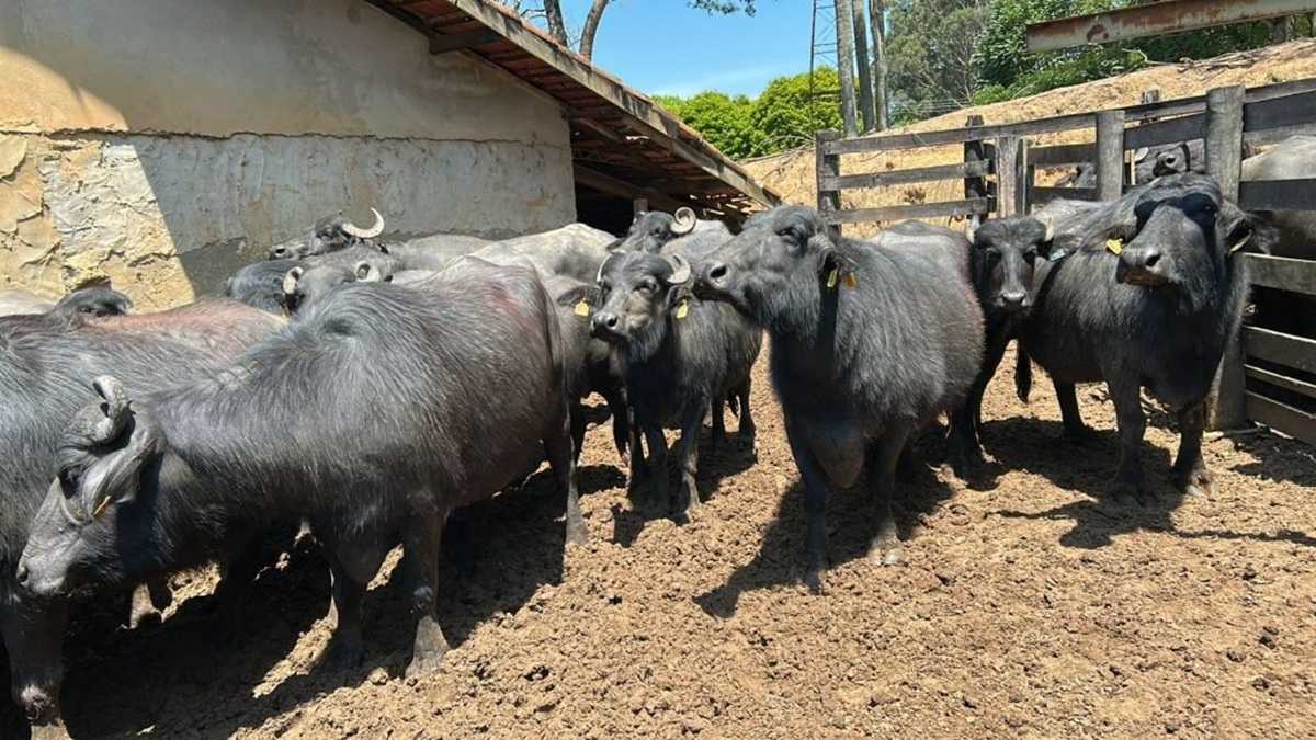 Laticínio genotipa todo o rebanho para identificar búfalas com alelo B e elevar rendimento e qualidade do legítimo queijo muçarela