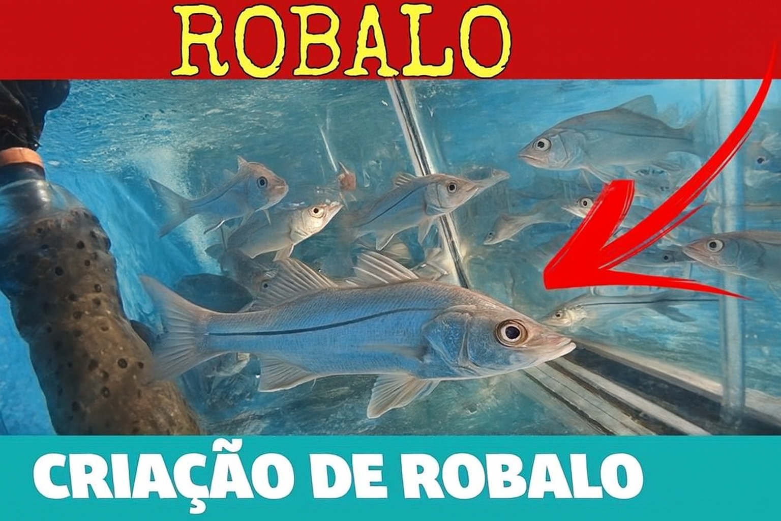 Com viveiros controlados, manejo diário e crescimento acelerado em sistemas marinhos, o cultivo de robalo avança silenciosamente no Brasil e começa a revelar uma rotina tão intensa quanto a das principais proteínas da aquicultura nacional