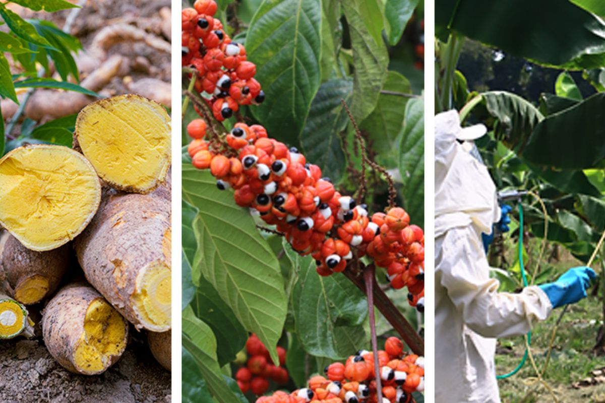 A adoção de tecnologia sustentável em sistemas agrícolas amazônicos ganhou destaque no espaço Agrizone da COP30, em Belém, ao reunir produtores, pesquisadores e instituições interessadas em práticas eficientes para mandioca, banana e guaraná
