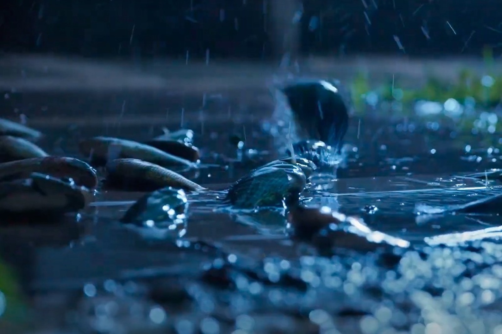 Chuva de peixes, Chuva, Peixes