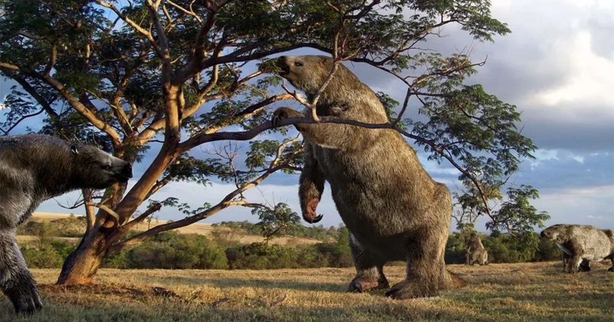 Com até 6 metros de comprimento, mais de 3 toneladas e força suficiente para derrubar árvores, o Megatherium entrou para a história como a maior preguiça terrestre que já existiu