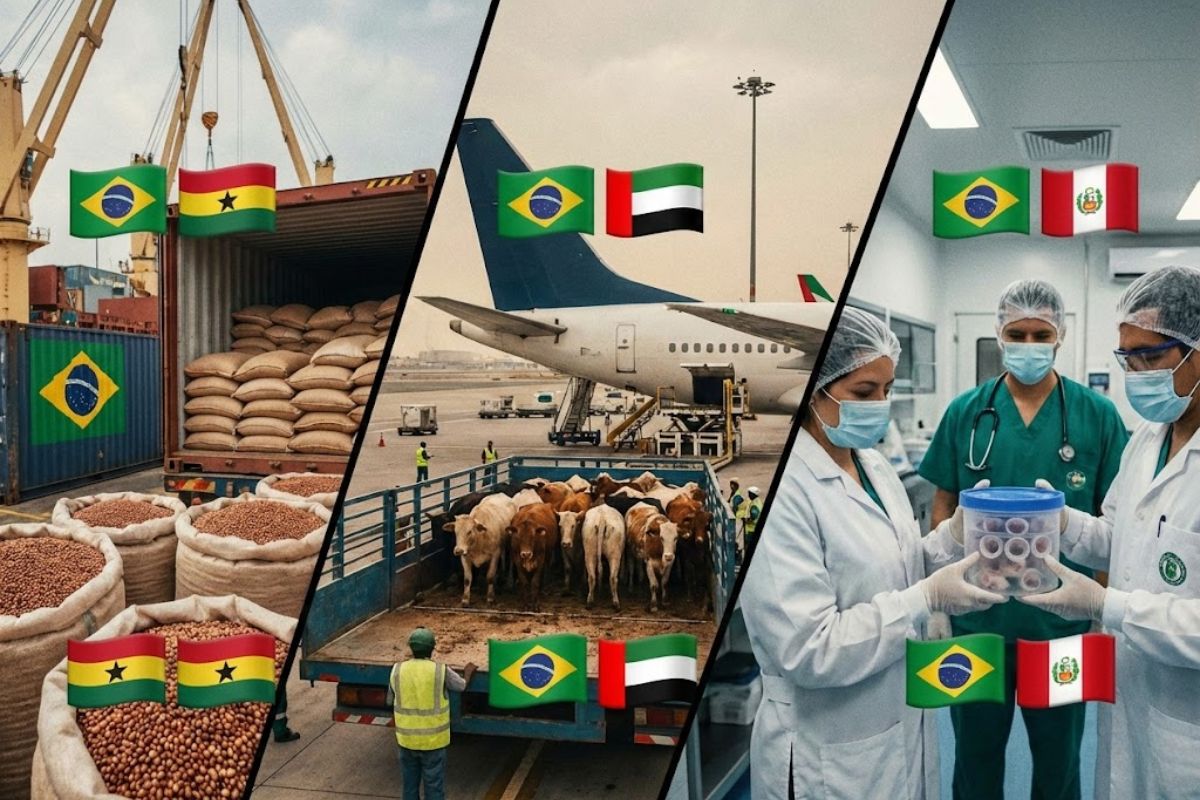 O agronegócio brasileiro amplia exportação e chega a Emirados Árabes, Gana e Peru com sementes de sorgo e genética de ponta.