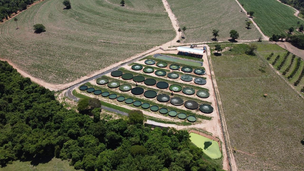 Tilápia, Piscicultura. Interior de São Paulo