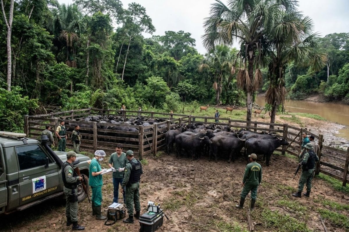 ICMBio testa abate de búfalos invasores no Vale do Guaporé para proteger cervo do pantanal e buritizais em reserva amazônica ameaçada.