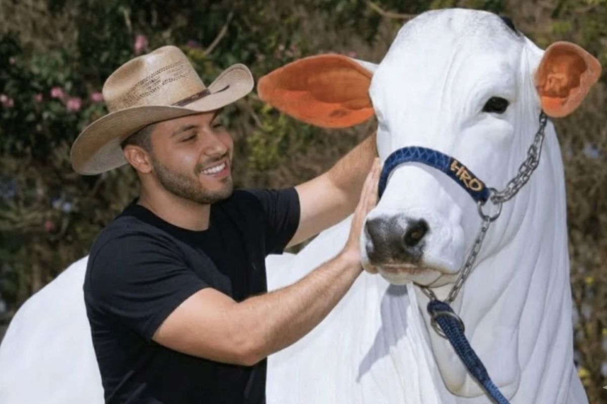 Vaca paranaense Donna, a vaca milionária que nasceu como vaca do Paraná da raça nelore, atrai Murilo Huff e investidores do agro em leilões milionários de genética.