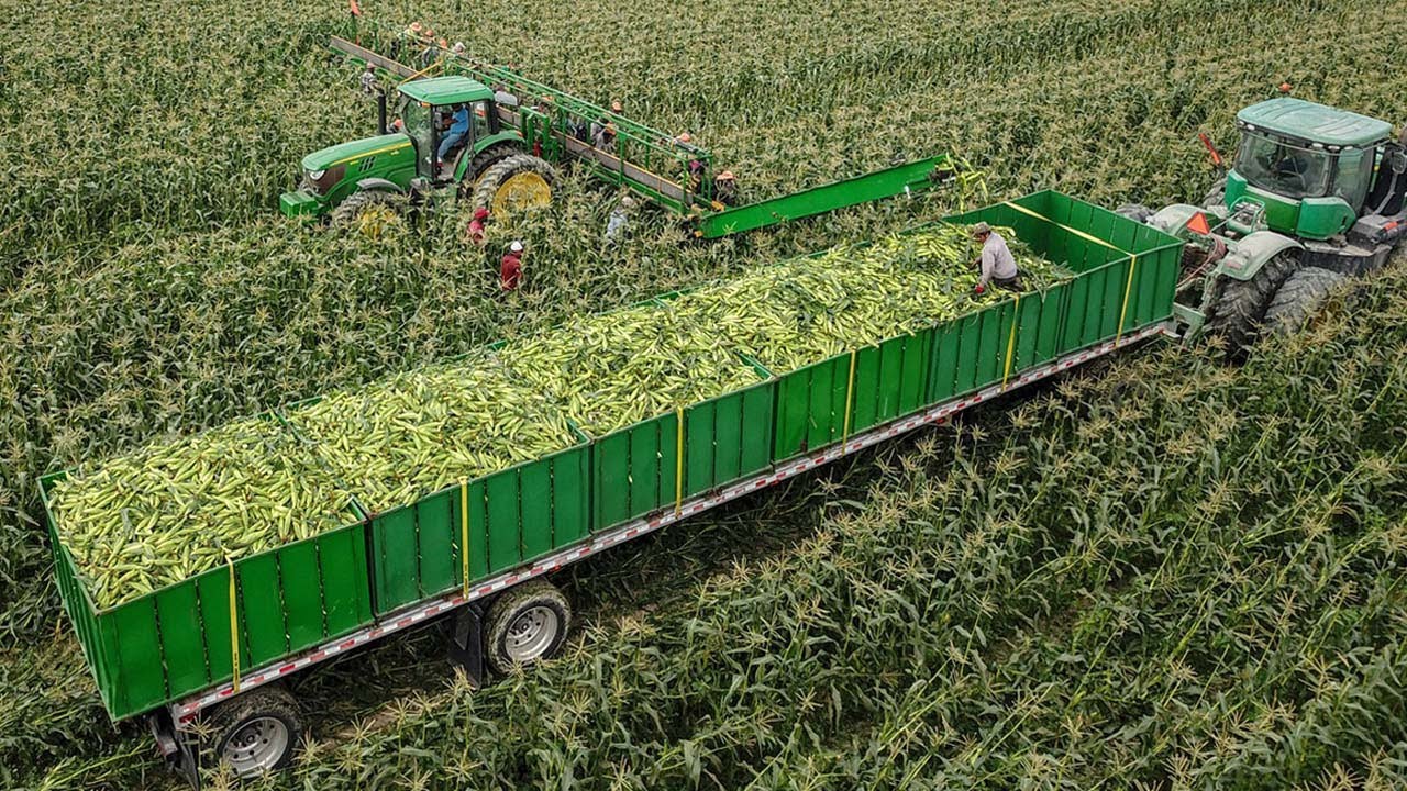 A maior região produtora de milho do planeta funciona como uma fábrica agrícola a céu aberto, com 39 milhões de hectares sincronizados e colheitas mecanizadas em escala industrial no Corn Belt dos Estados Unidos