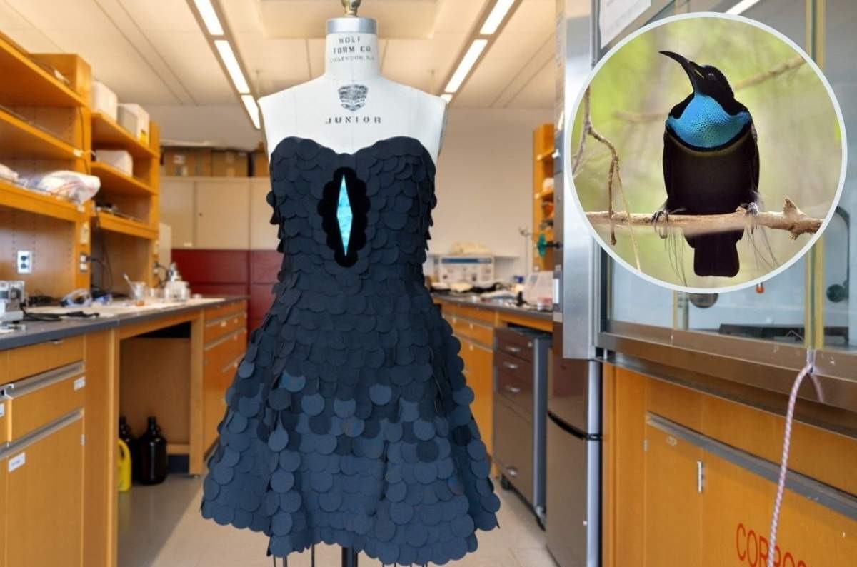 Tecido ultrapreto de Cornell com 0,13% de refletância inspirado no riflebird cria aplicações em energia solar, sensores ópticos, telescópios e moda tecnológica