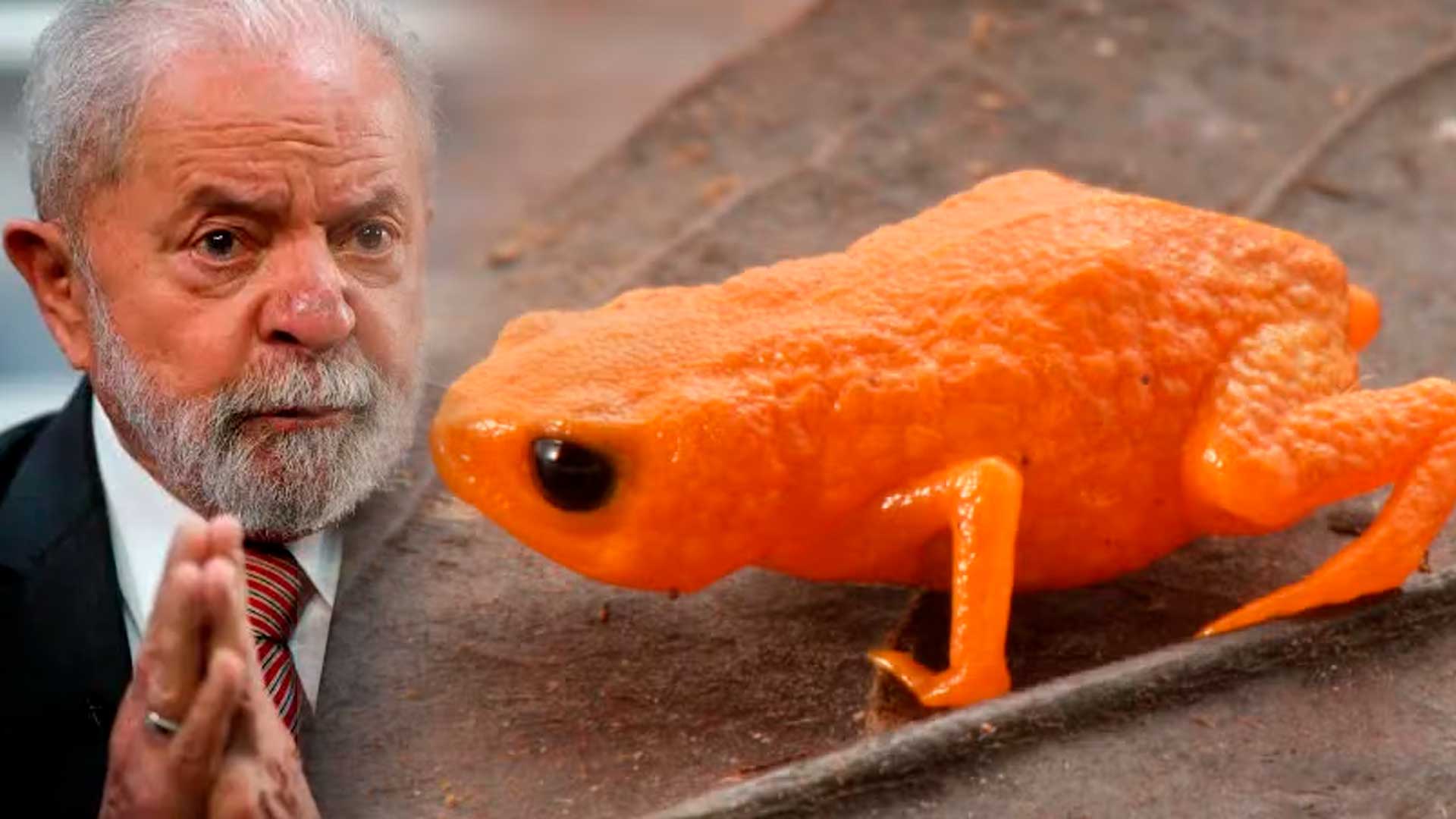 Espécie de rã laranja minúscula descoberta no Brasil ganha nome em homenagem a Lula, mas o habitat sob pressão acende alerta e pode colocar a espécie em risco