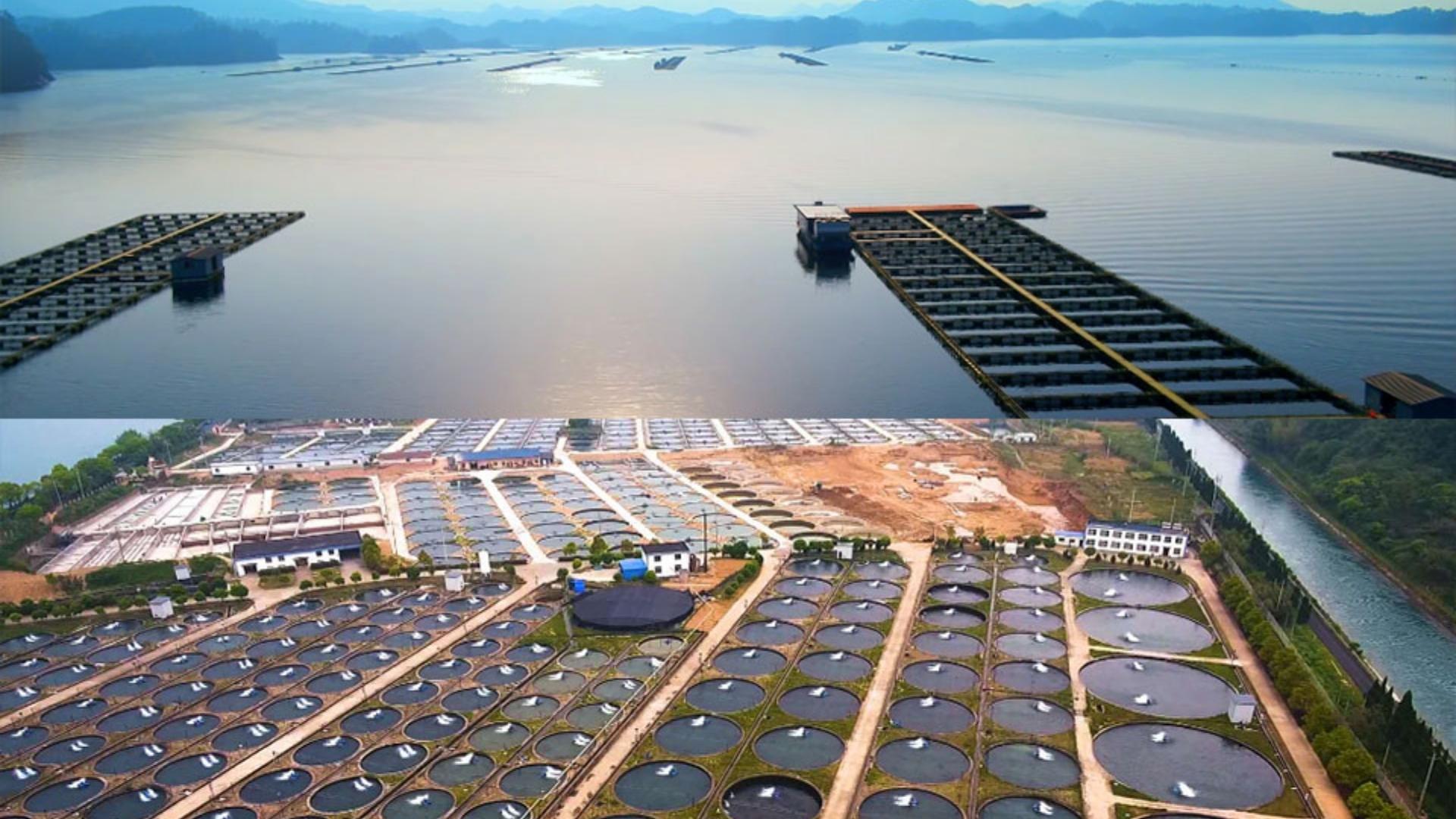 China lidera o caviar global com a Kaluga Queen: esturjões em tanques, 260 t/ano, exportações em massa e cadeia industrial em água doce.