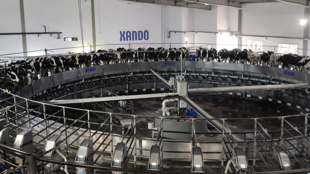 Maior fazenda de vacas leiteiras do Brasil, Fazenda Colorado ordenha 2.400 vacas em seis horas, produz mais de 100 mil litros por dia, aposta em bem-estar animal (1)