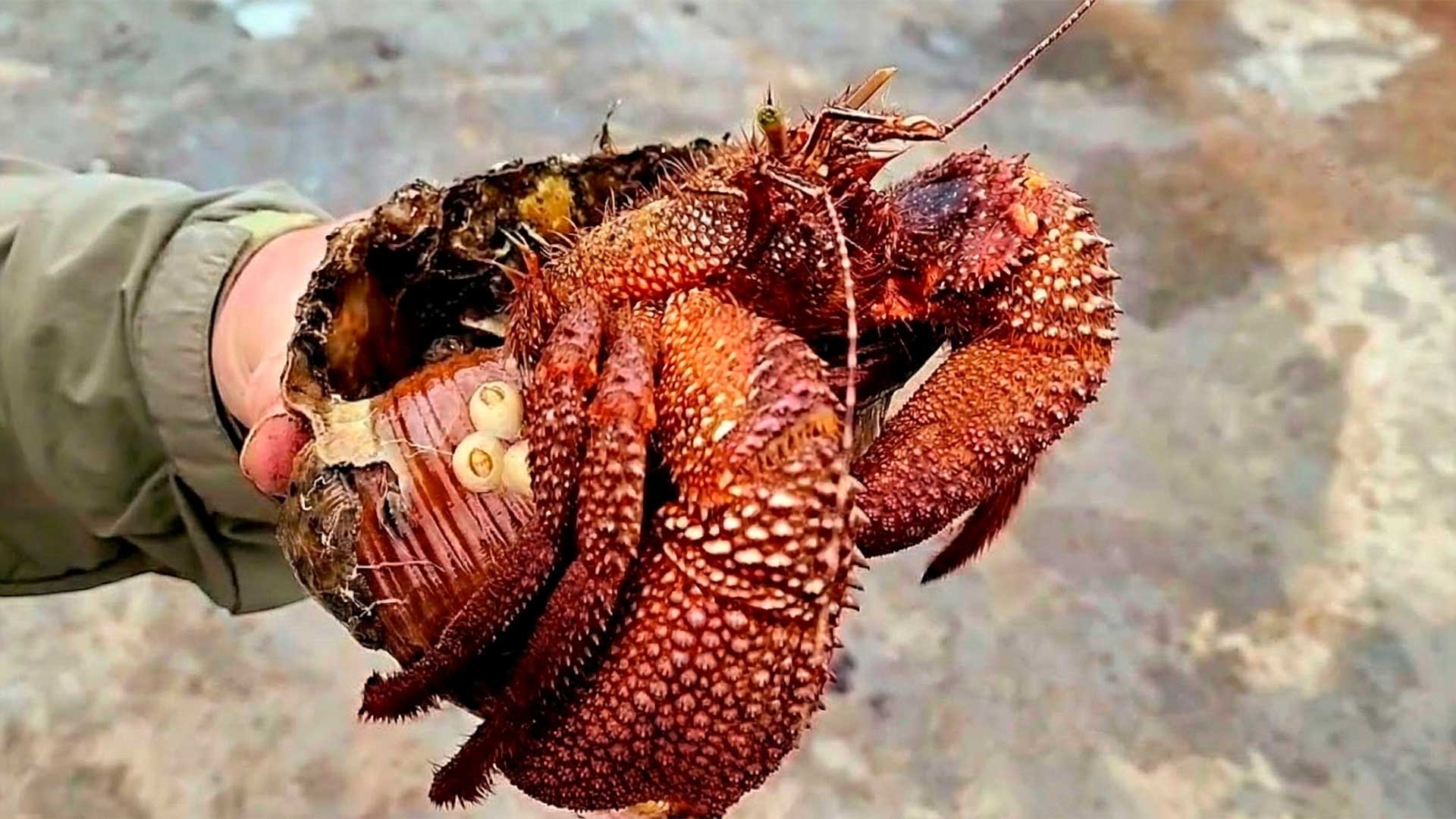 Medindo perto de 30 cm, o Gigante Paguro Petrochirus diogenes chama atenção pela concha gigantesca, é conhecido como caranguejo-eremita gigante que vive no Atlântico ocidental