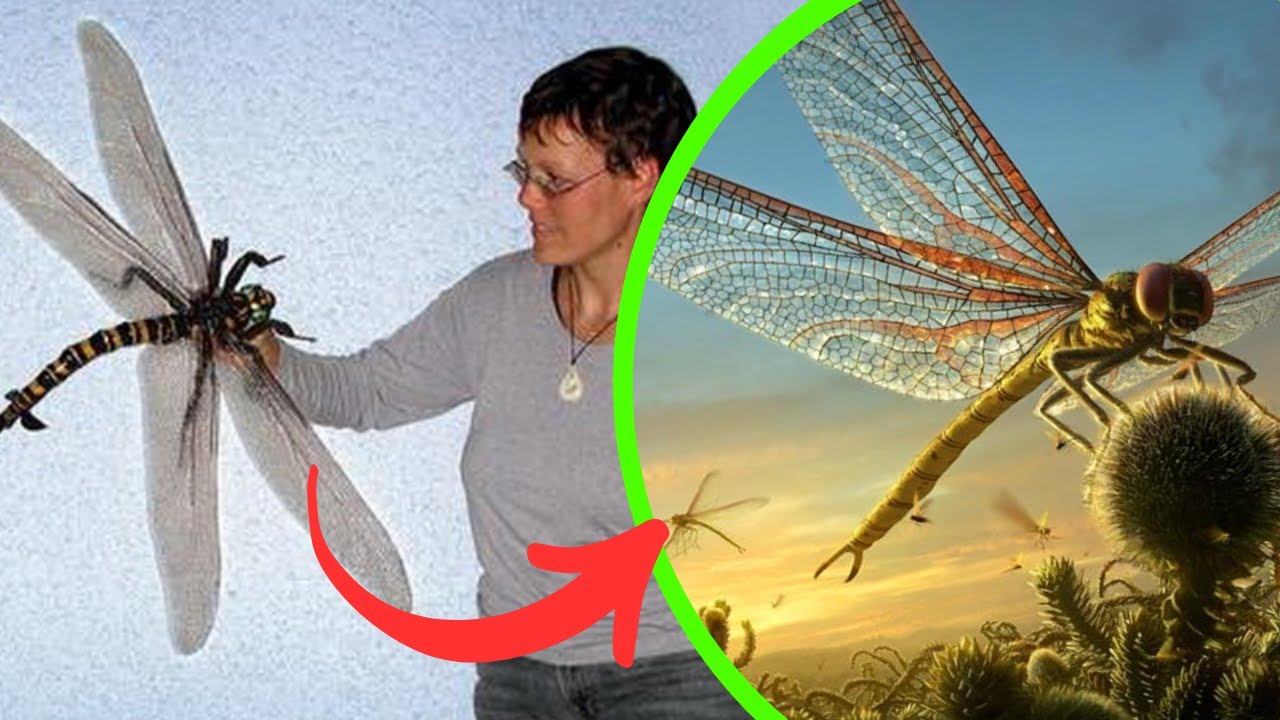 a Meganeura entrou para a história como o maior inseto voador que já existiu na Terra