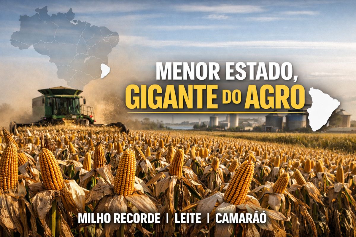 Sergipe vira gigante do agro com alta produtividade de milho e leite, mostrando como o menor estado do Brasil lidera o campo com eficiência e tecnologia.