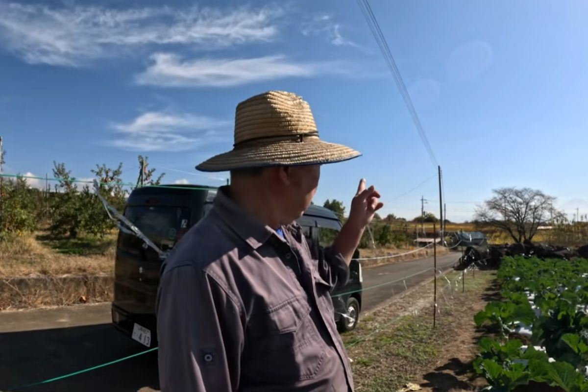 No Japão, agricultor brasileiro cultiva couve, maçã, uva e hortaliças em área montanhosa, enfrenta geadas, animais selvagens e falta de mão de obra, mas mantém produção caprichada (2)