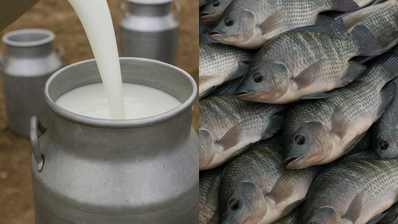 O leite e a tilápia tiram o sono dos produtores brasileiros diante de crises, investigações e importações que ameaçam a renda no campo.