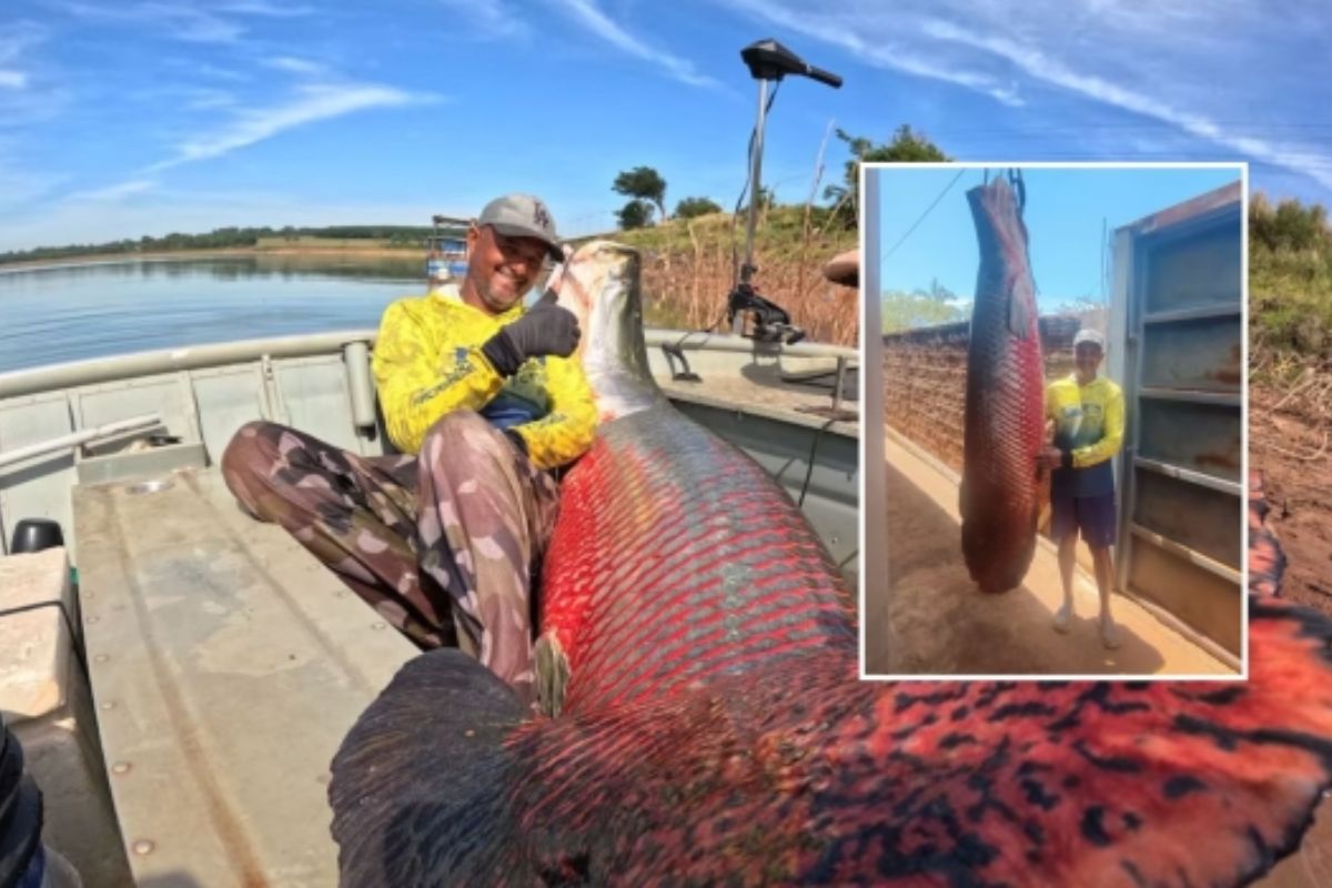 Pescador captura pirarucu em rio Marinheiro interior de São Paulo peixe gigante espécie invasora rende mais de 100 quilos de filé e vira recorde regional