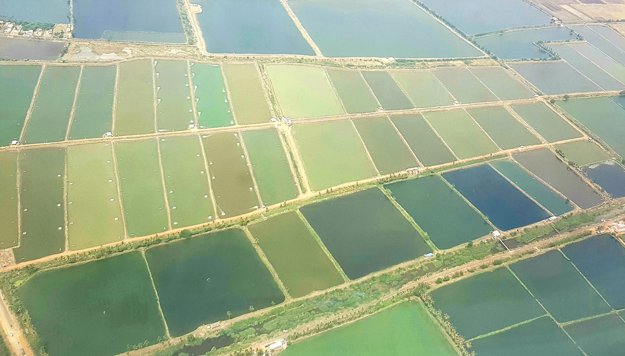 Com produção anual de mais 805.000 toneladas, exportações acima de US$ 7 bilhões por ano e fazendas costeiras em escala industrial, a Índia saiu da produção artesanal e virou a maior produtora mundial de camarão