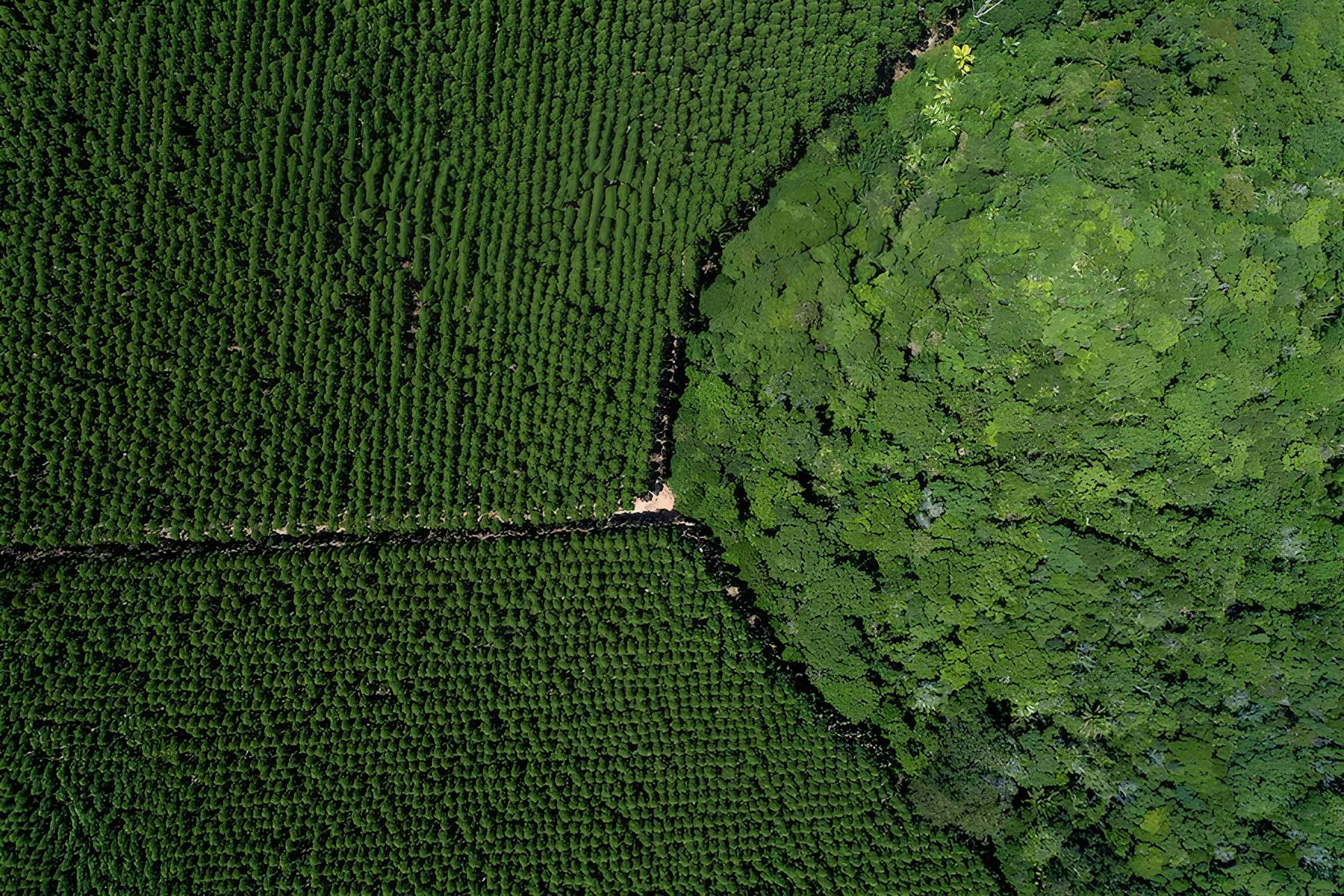 Com 1,6 milhão de hectares de eucalipto e produção diária de 460 mil mudas, a Suzano administra 2,6 milhões de hectares no Brasil, preserva 1 milhão de hectares de mata nativa e opera uma das maiores engenharias florestais do mundo