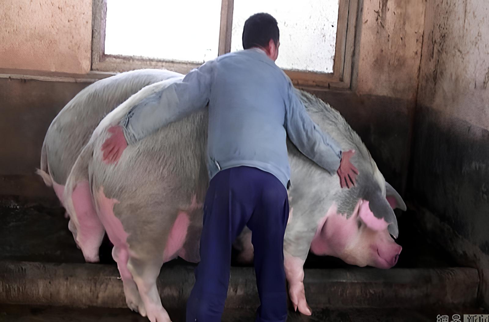 Com peso estimado próximo de 1 tonelada e criado durante a crise suína na China, o “Ton Pig” ficou conhecido como o porco que quase chegou ao nível de Big Bill