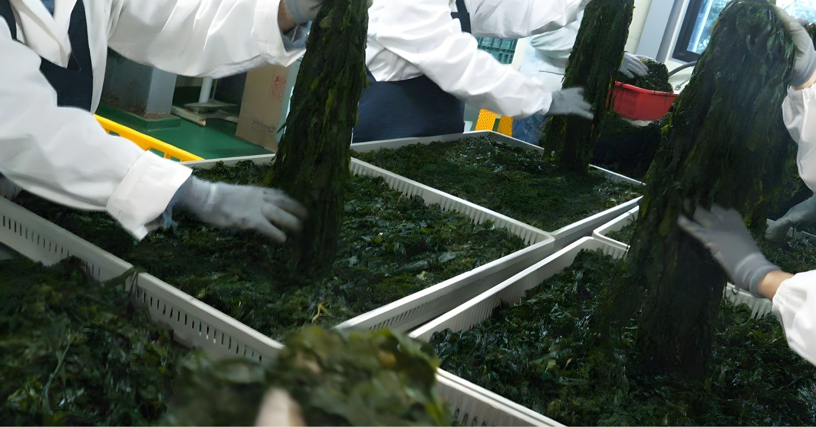 Com mais de 9 milhões de toneladas por ano, a Indonésia se consolida entre os maiores produtores de algas marinhas do mundo e transforma o insumo em motor das indústrias de cosméticos, alimentos e farmacêuticos