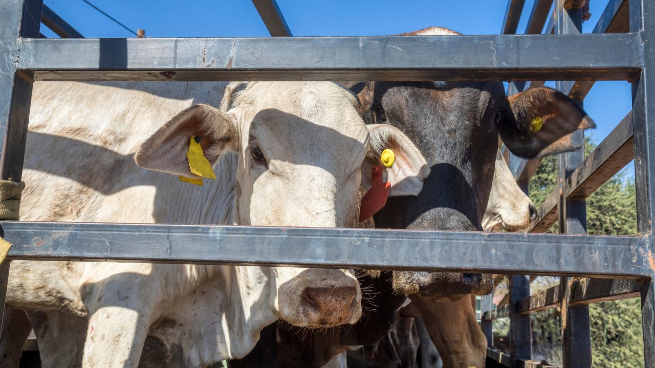 Novas regras para o transporte de animais no Brasil elevam exigências de bem-estar e preocupam pecuaristas com custos, adaptação dos caminhões e impacto no frete.