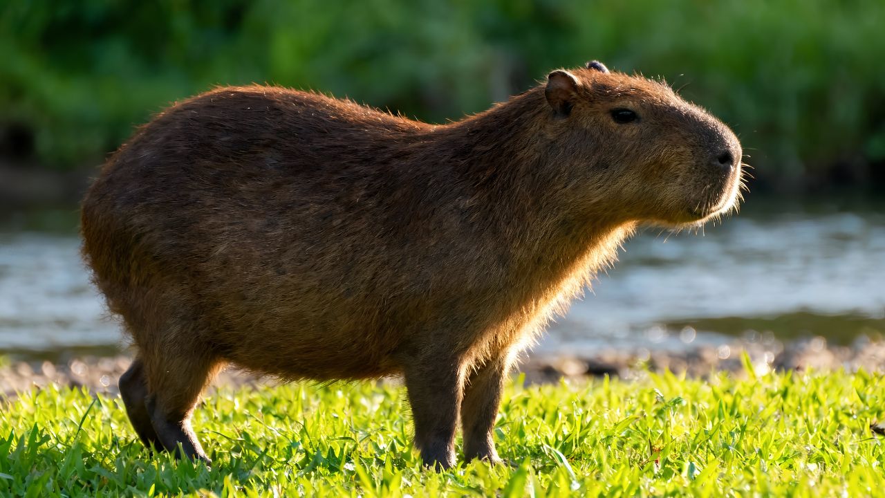 A capivara, maior roedor do mundo, vive perto da água, forma grupos e se adaptou às cidades da América do Sul.